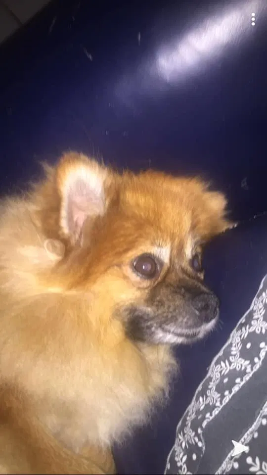 Lost dog in Circle Pines, MN, 55014