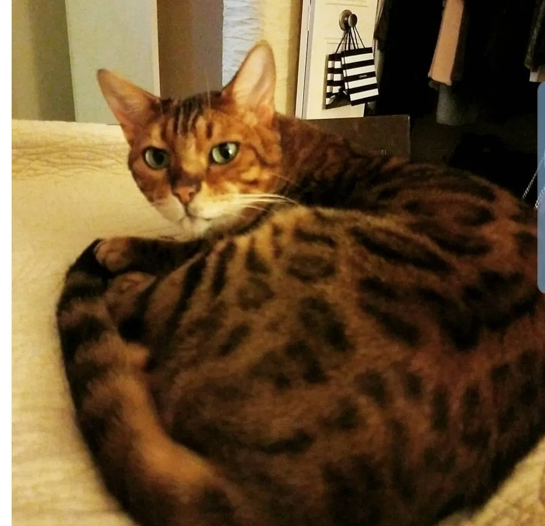 Lost cat in Silver Spring, MD, 20906