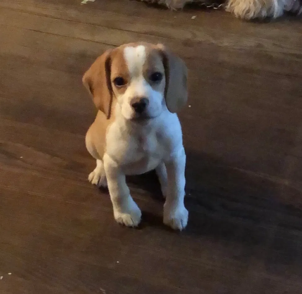 Lost dog in Mira Loma, CA, 91752