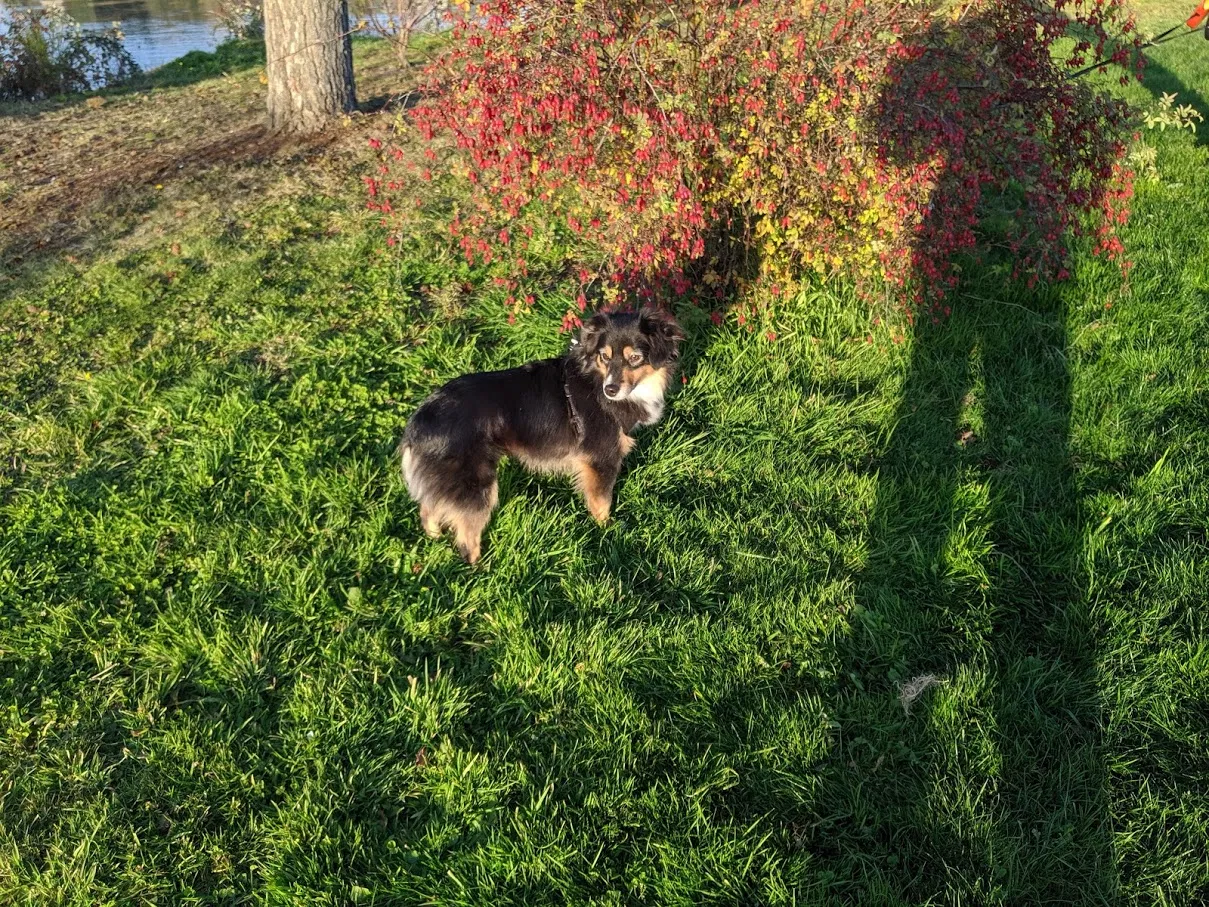 Lost dog in Bremerton, WA, 98312