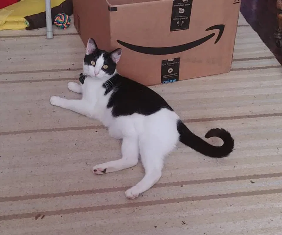 Lost cat in New Orleans, LA, 70114