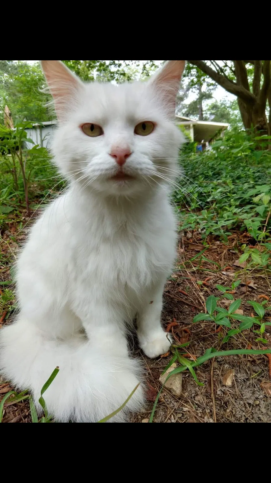 Lost cat in Bryant, AR, 72022