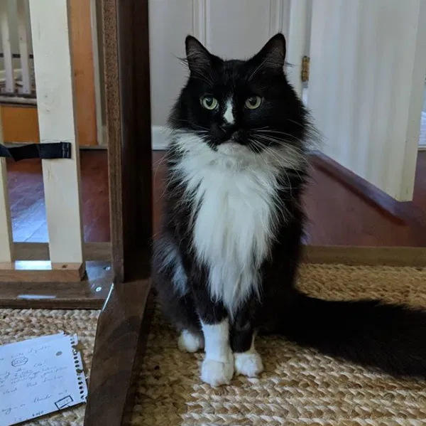Lost cat in Huntsville, AL, 35801
