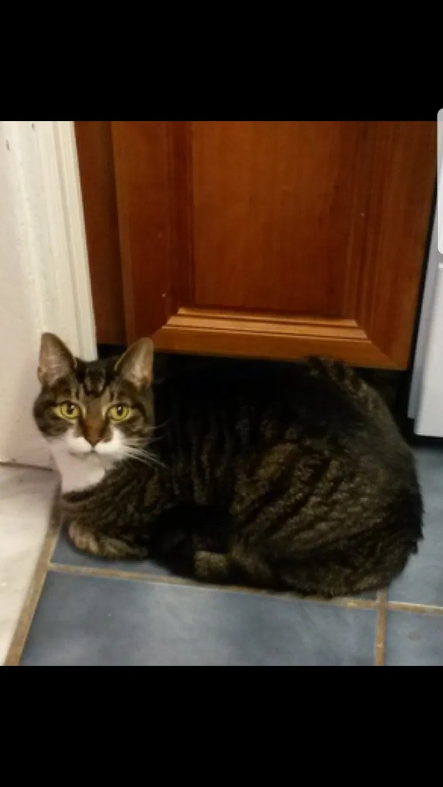 Lost cat in Glenside, PA, 19038