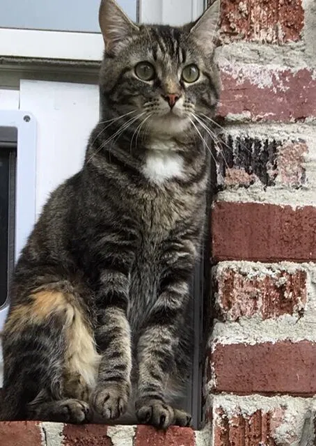 Lost cat in Fayetteville, AR, 72703