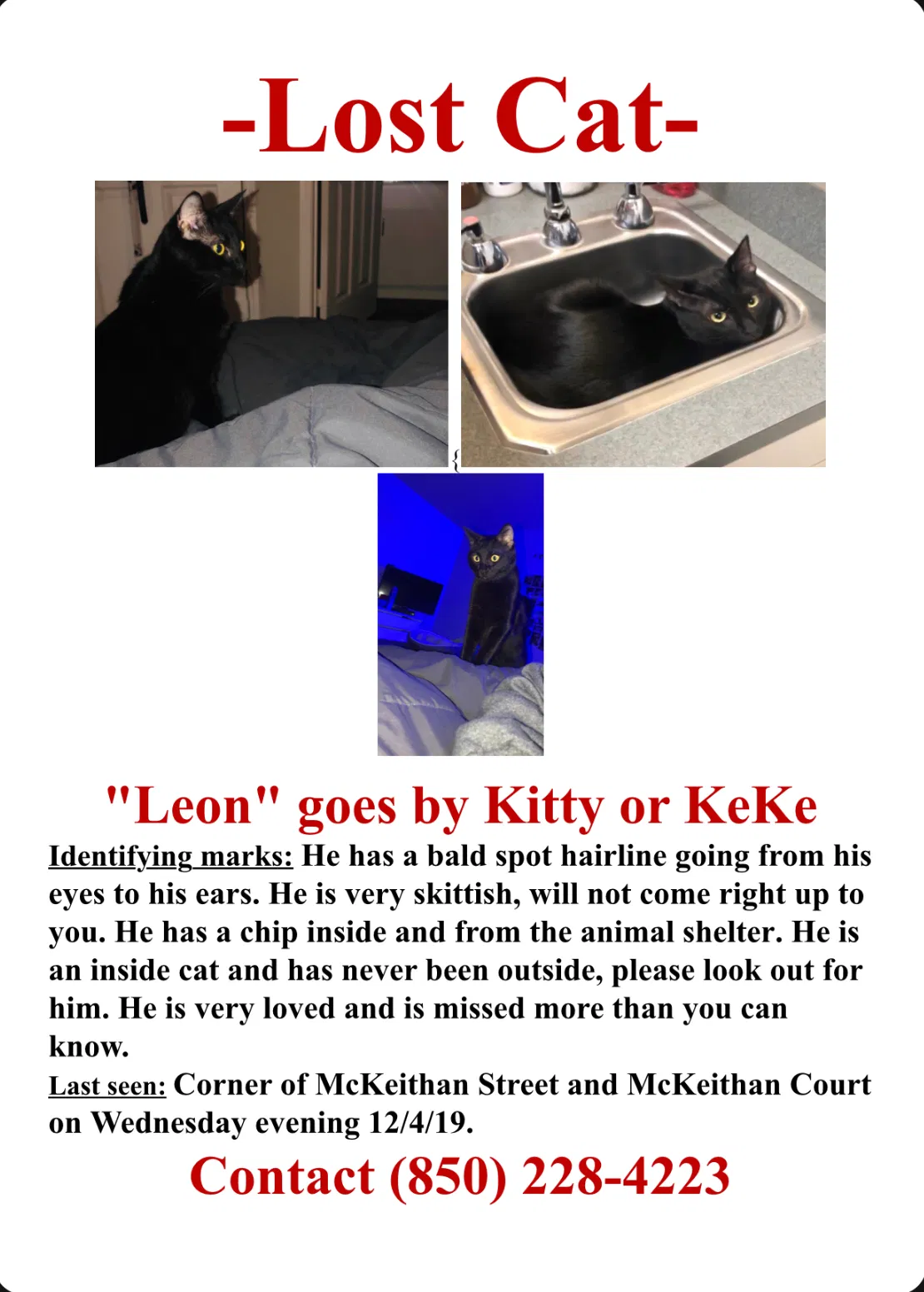 Lost cat in Tallahassee, FL, 32304