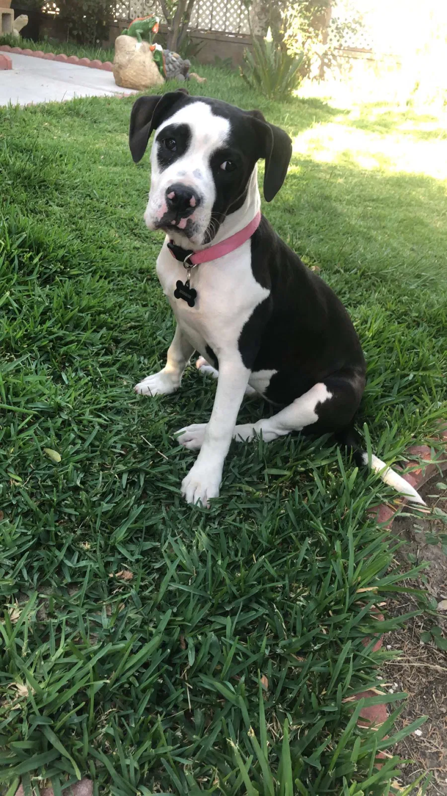 Lost dog in San Bernardino, CA, 92404