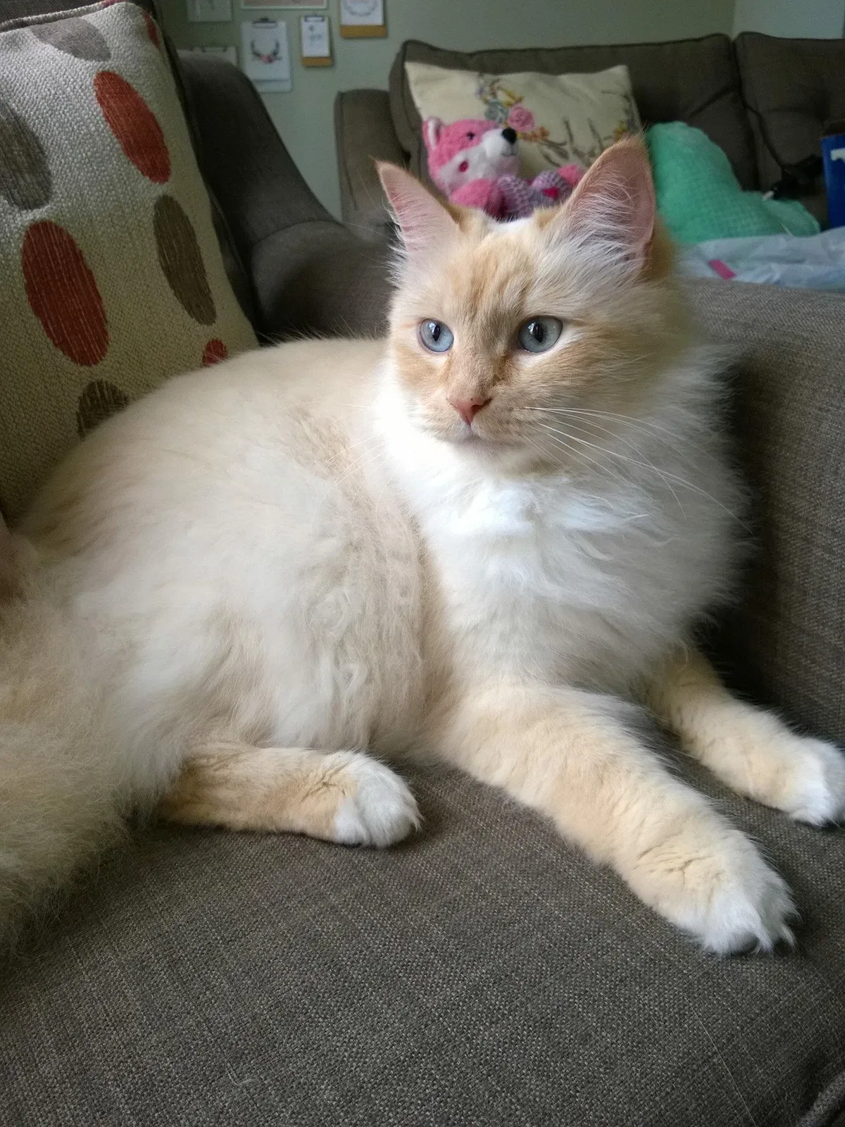 Lost cat in Rockmart, GA, 30153