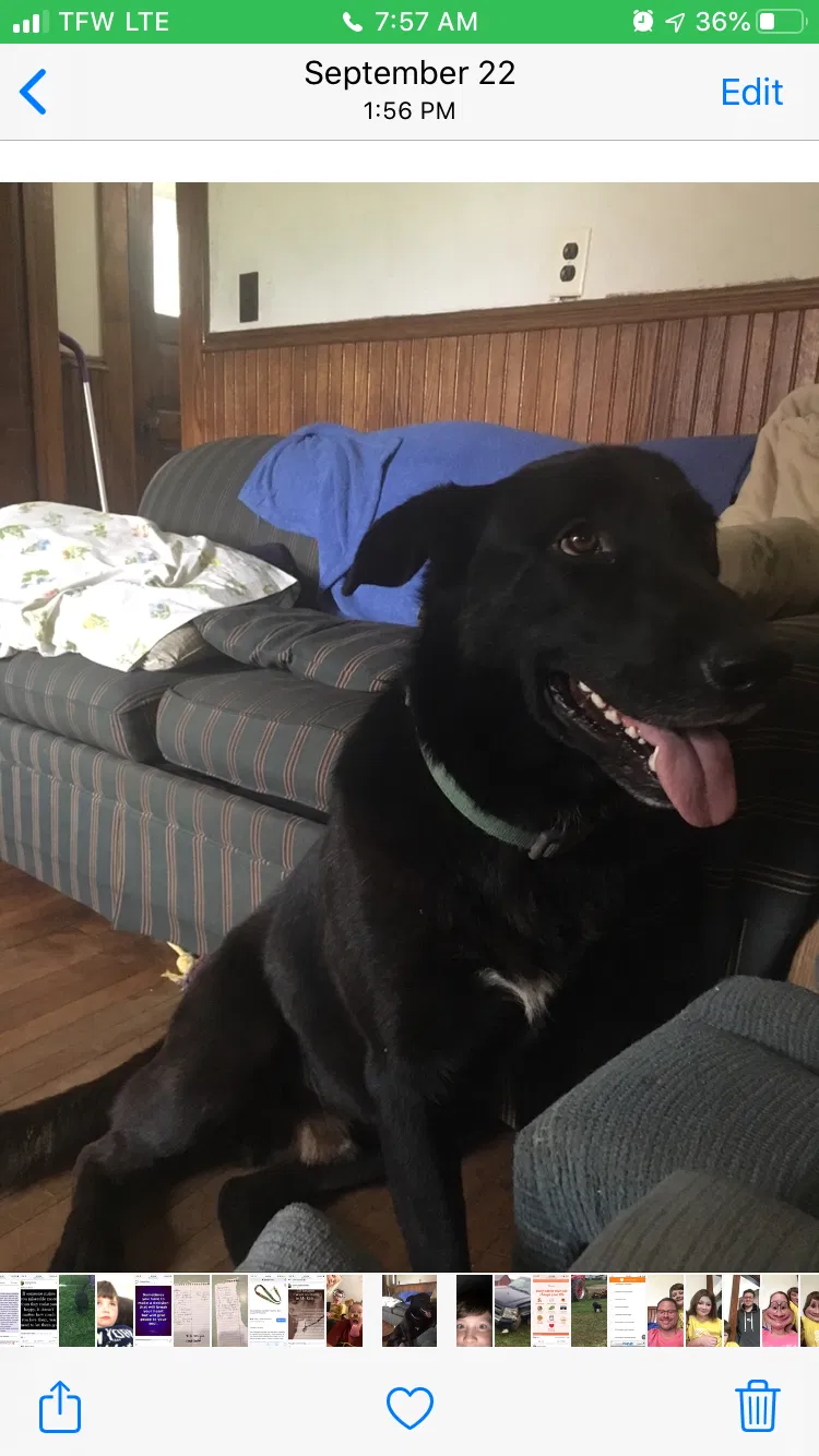 Lost dog in Burtrum, MN, 56318