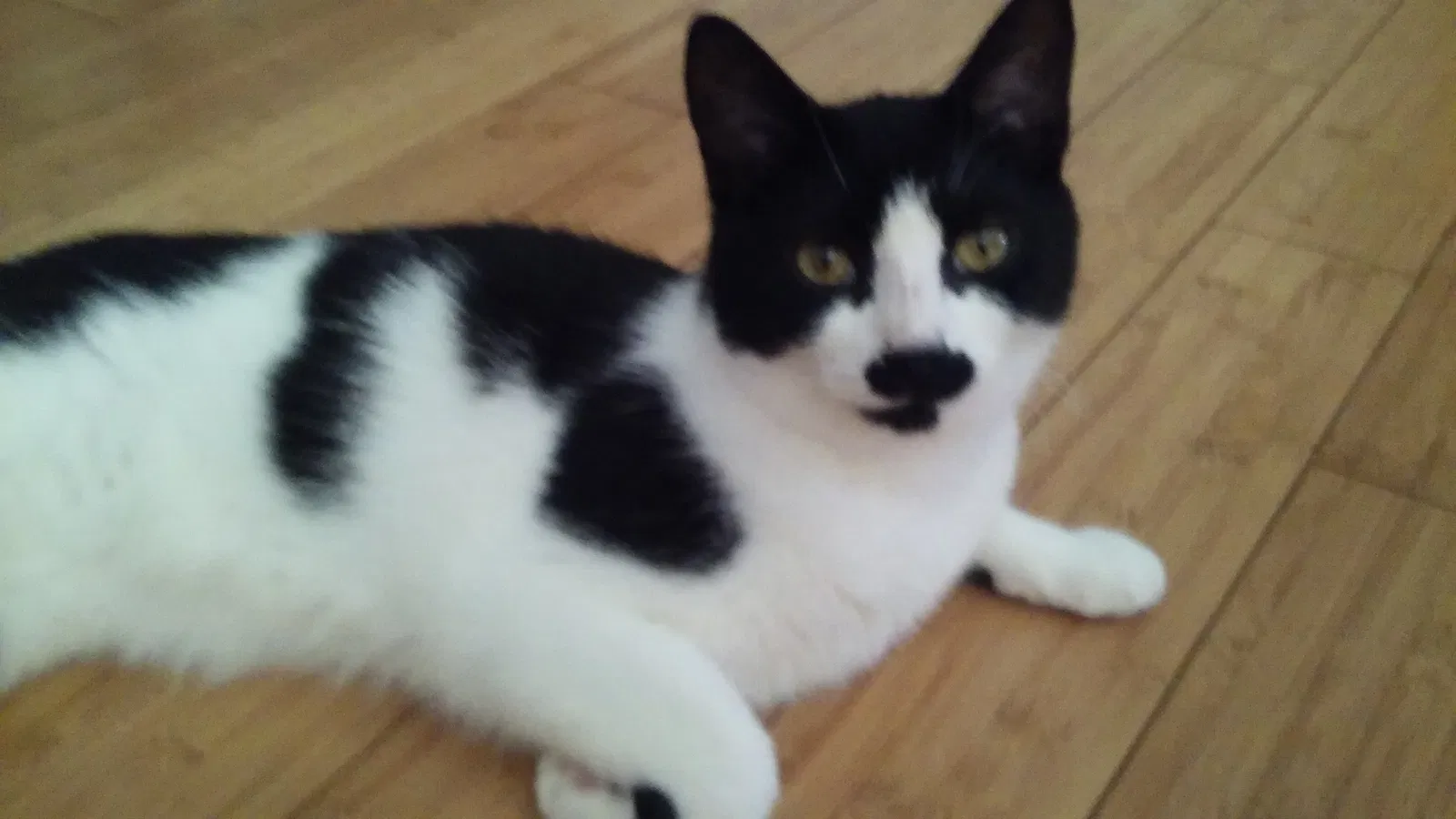 Lost cat in Plainville, CT, 6062