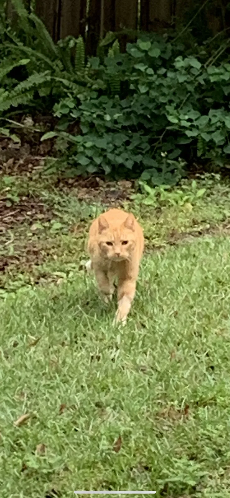 Lost cat in Tallahassee, FL, 32308