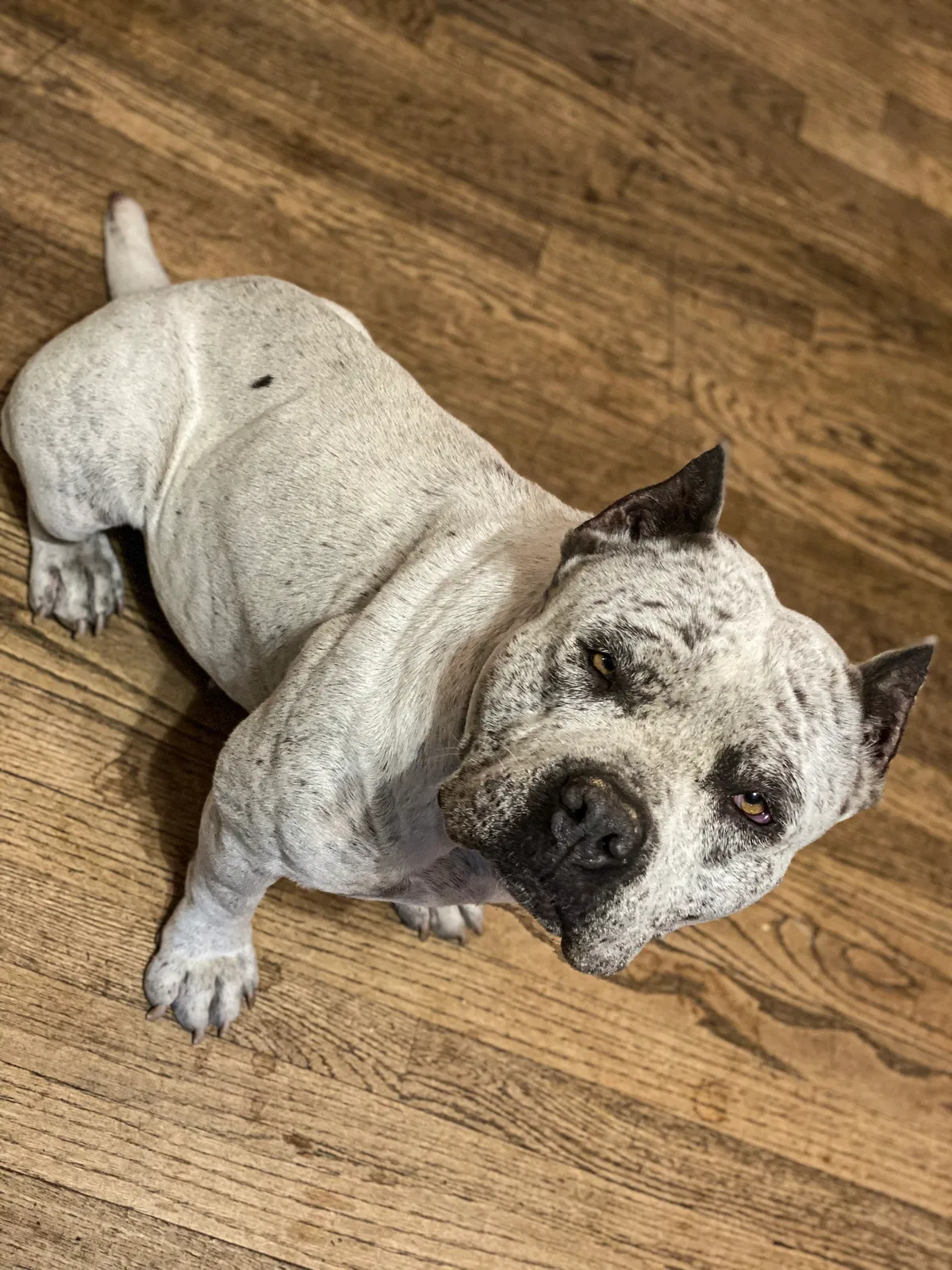 Lost dog in Los Lunas, NM, 87031