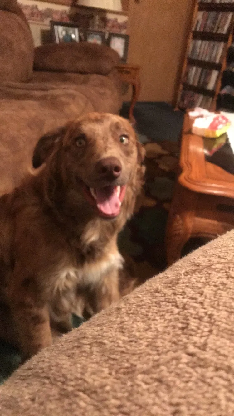Lost dog in Junction City, OH, 43748