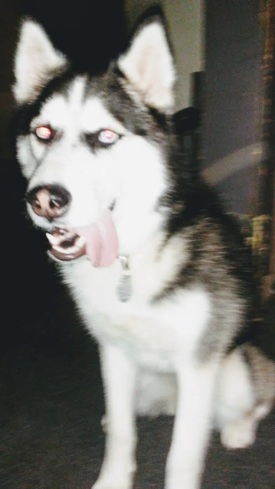 Lost dog in Beloit, WI, 53511