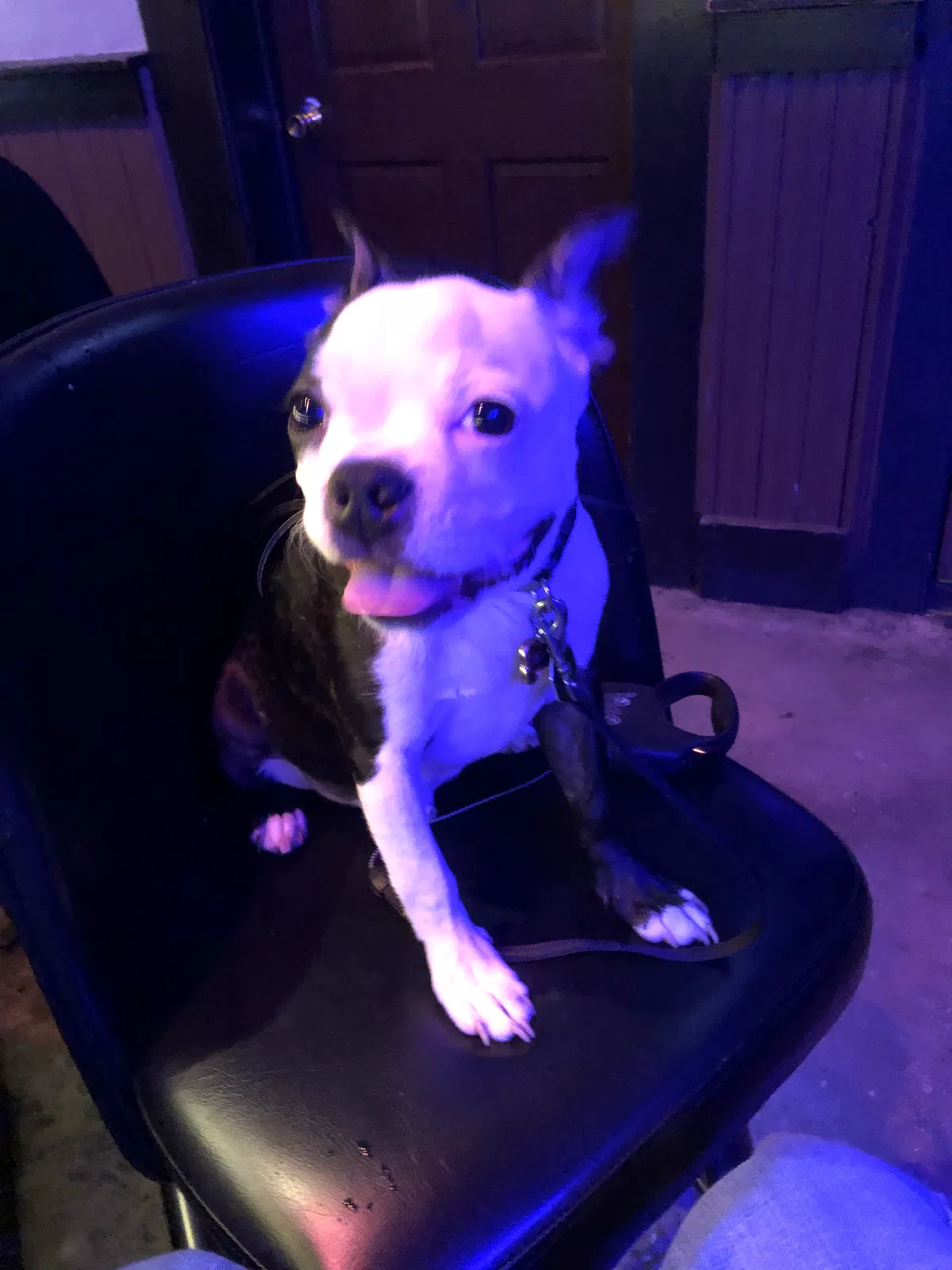 Lost dog in New Orleans, LA, 70130