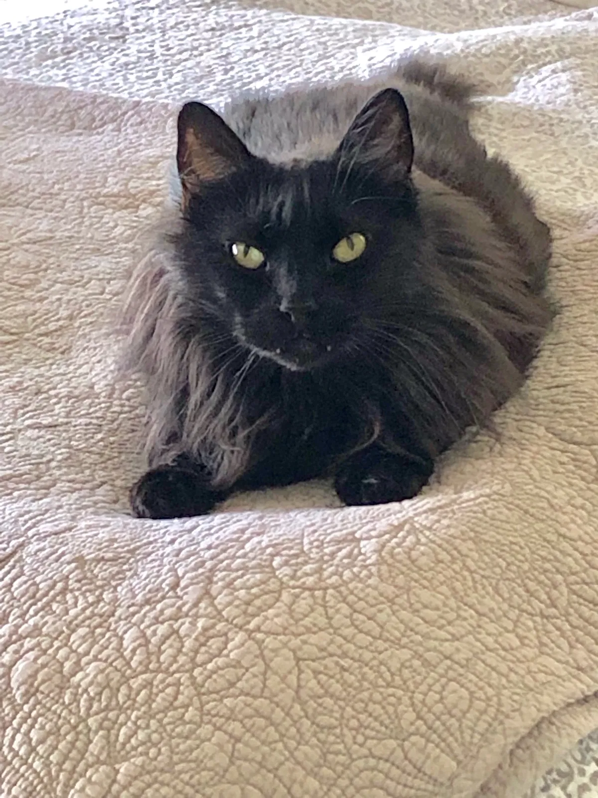 Lost cat in Arroyo Grande, CA, 93420