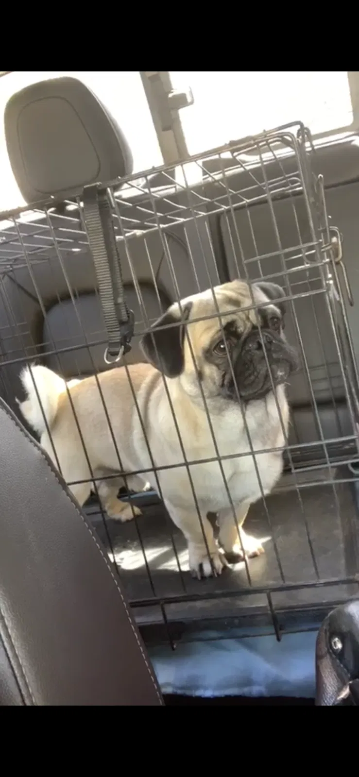 Lost dog in Phoenix, AZ, 85040