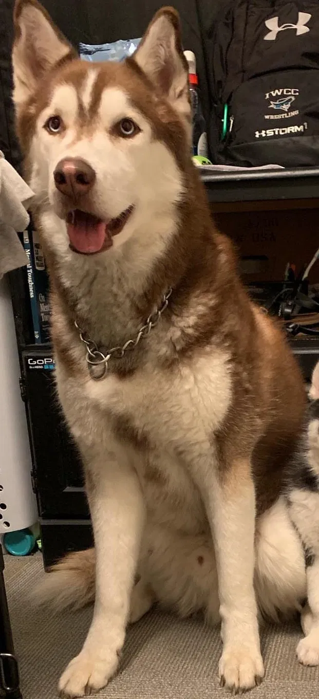 Lost dog in Des Moines, IA, 50310
