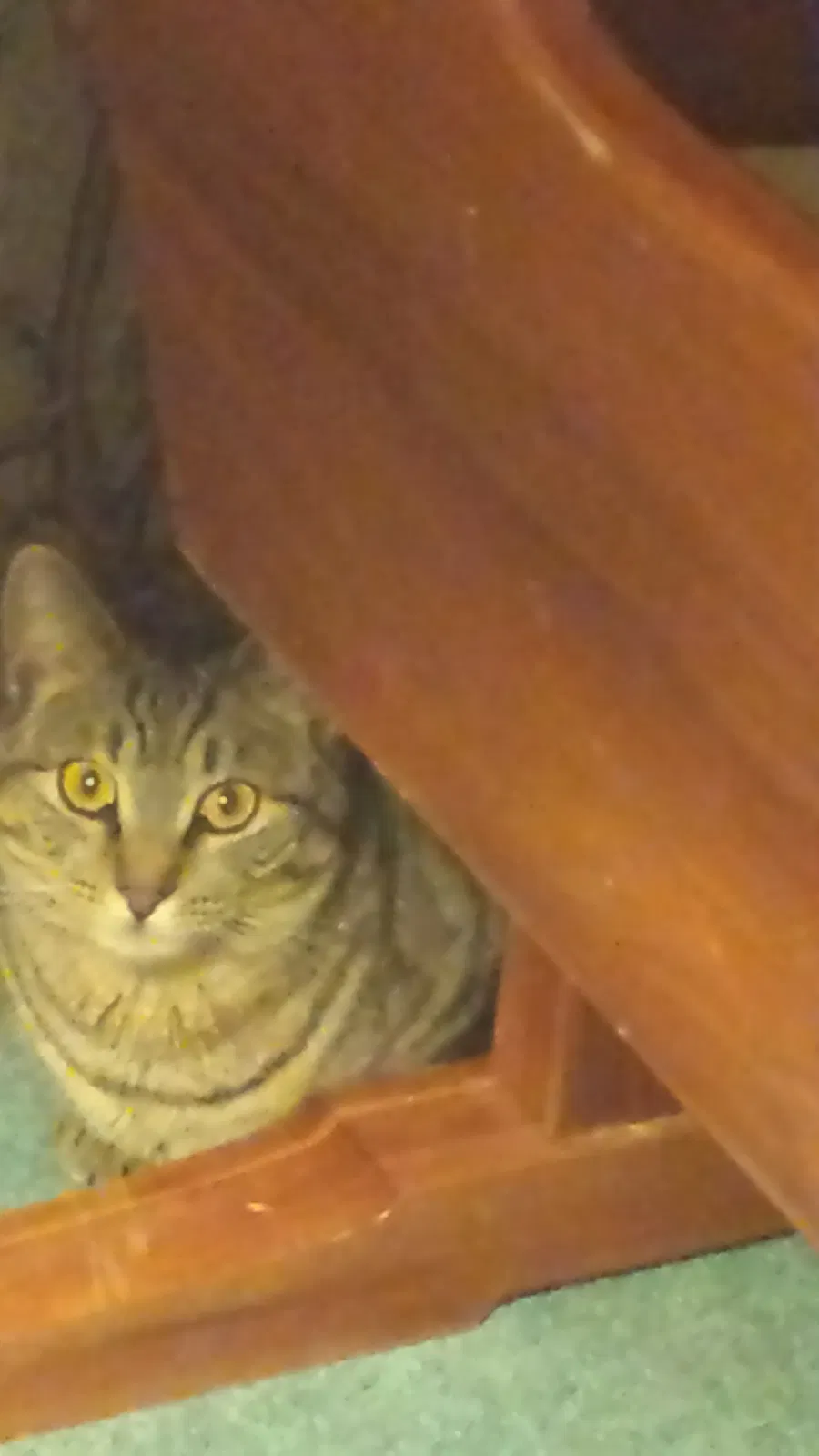 Lost cat in El Paso, TX, 79938