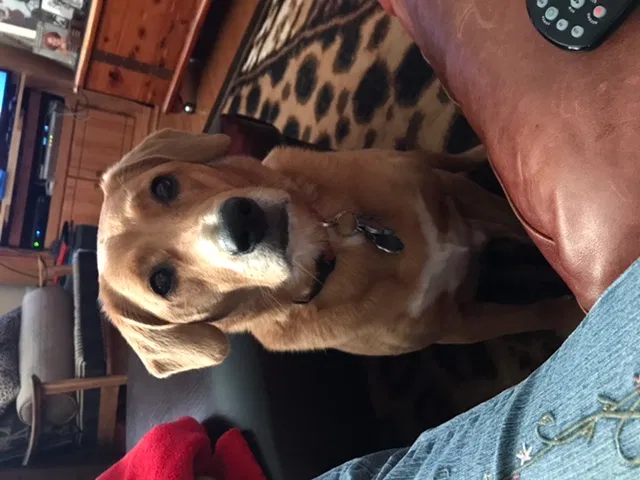 Lost dog in Miami, FL, 33166