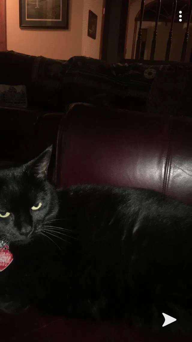 Lost cat in Northwood, OH, 43619