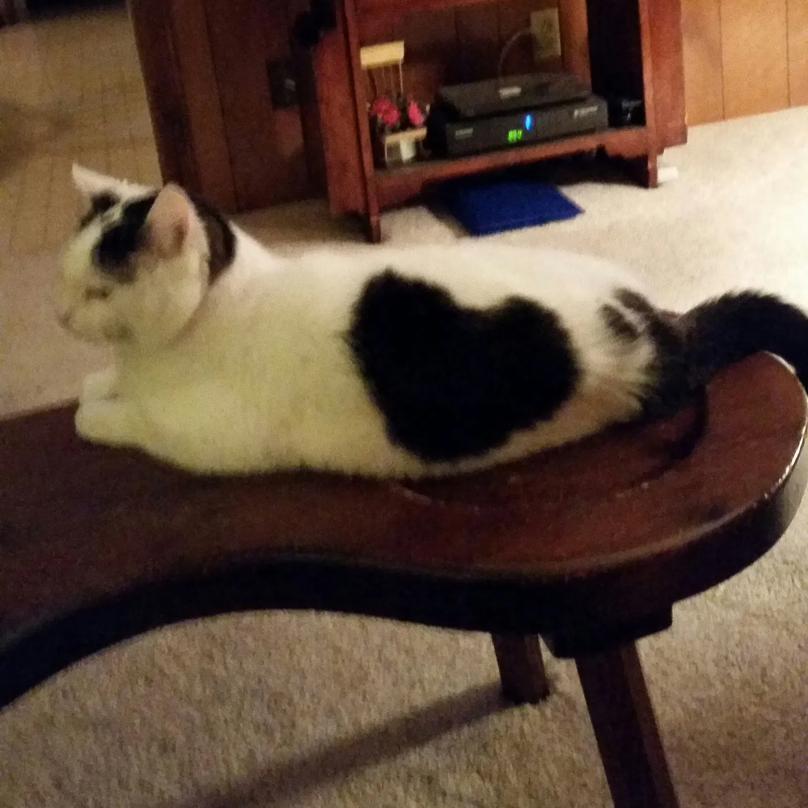 Lost cat in Charlotte, NC, 28211