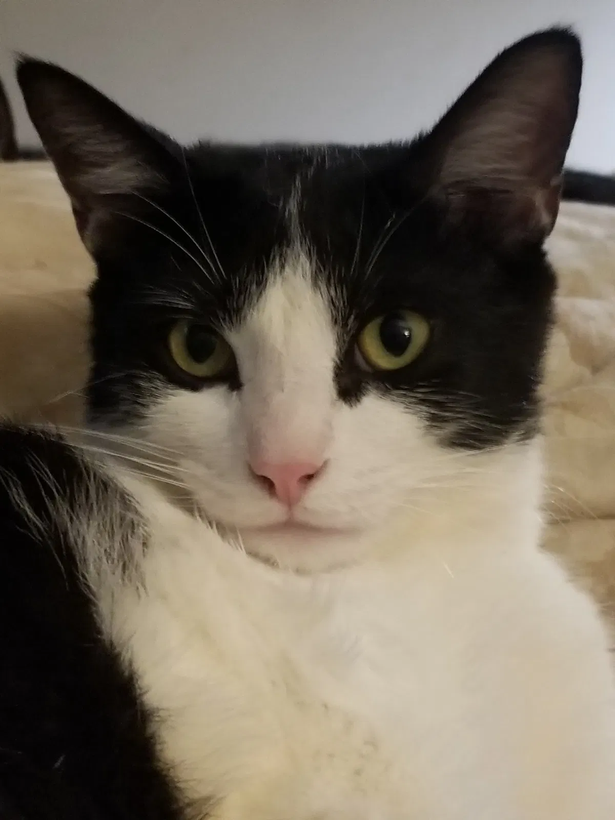 Lost cat in Charlotte, NC, 28210