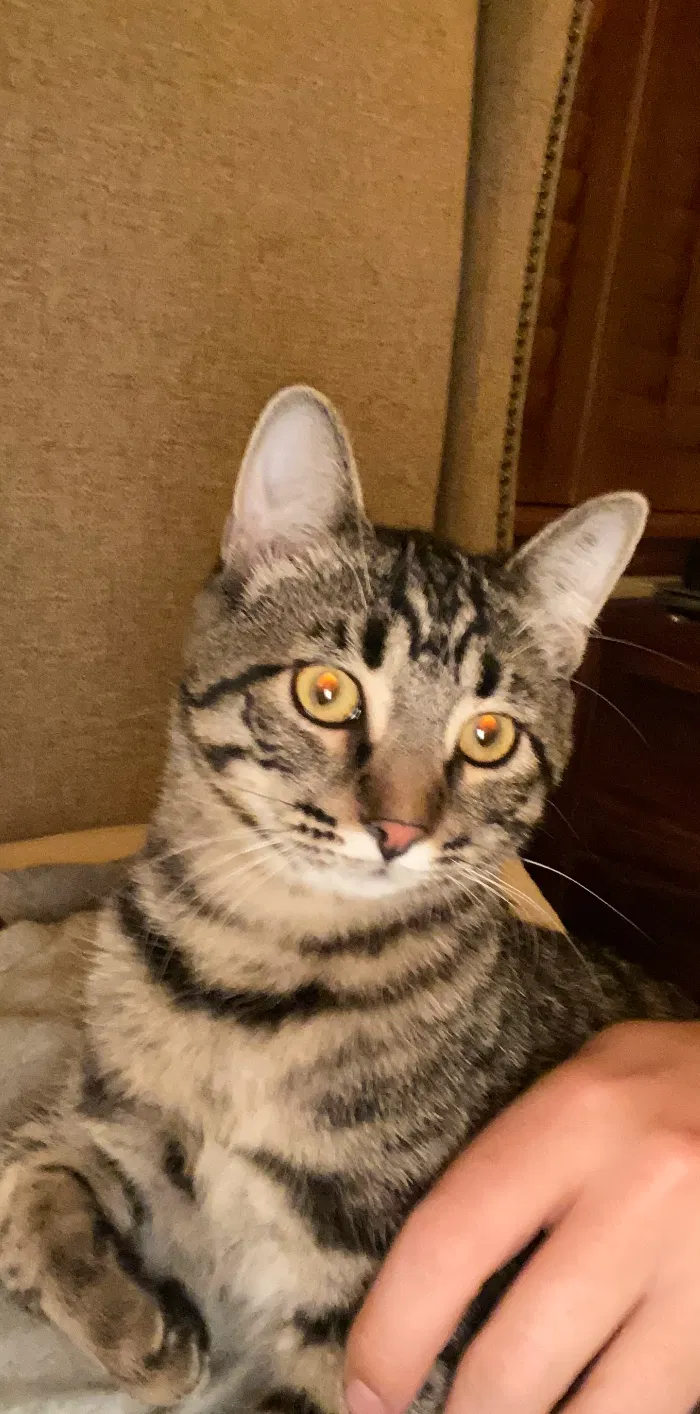 Lost cat in San Luis Obispo, CA, 93401