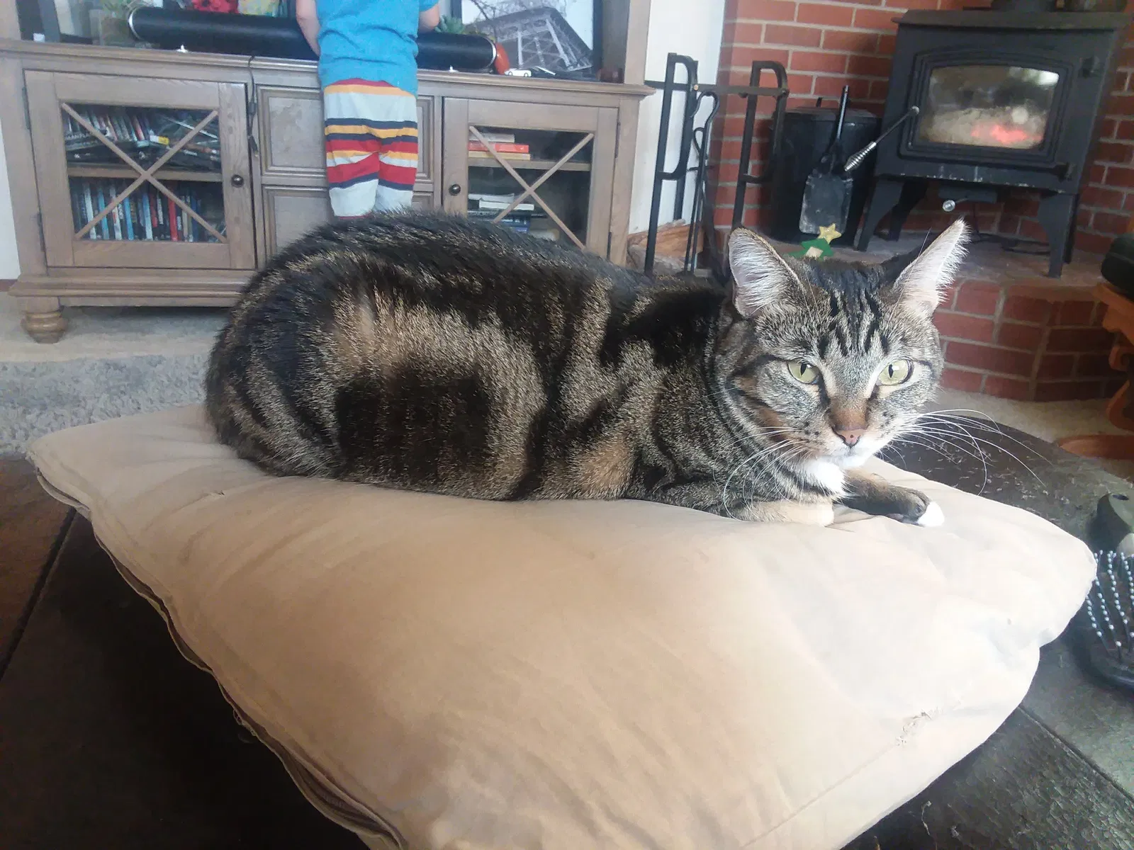 Lost cat in Cerrillos, NM, 87010