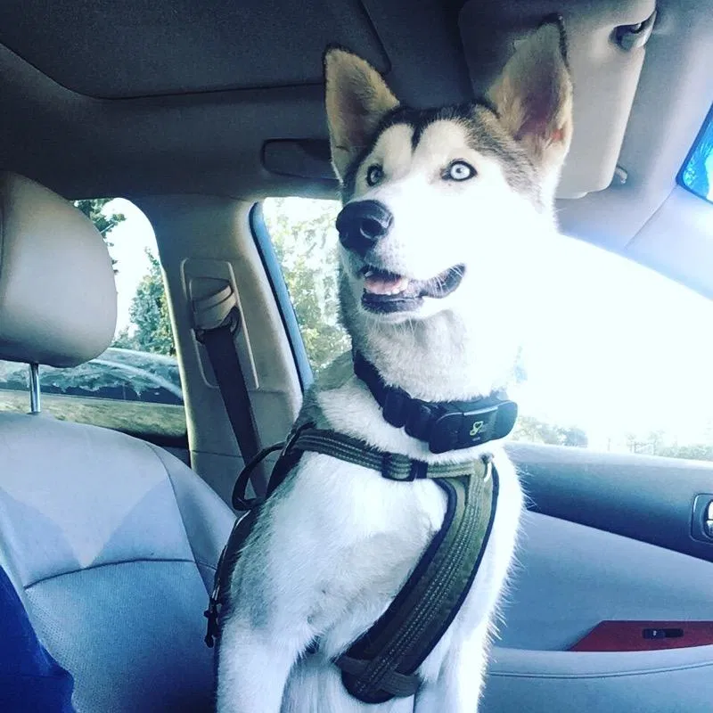 Lost dog in Norco, CA, 92860