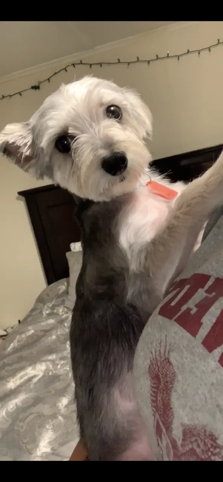 Lost dog in Farrell, PA, 16121