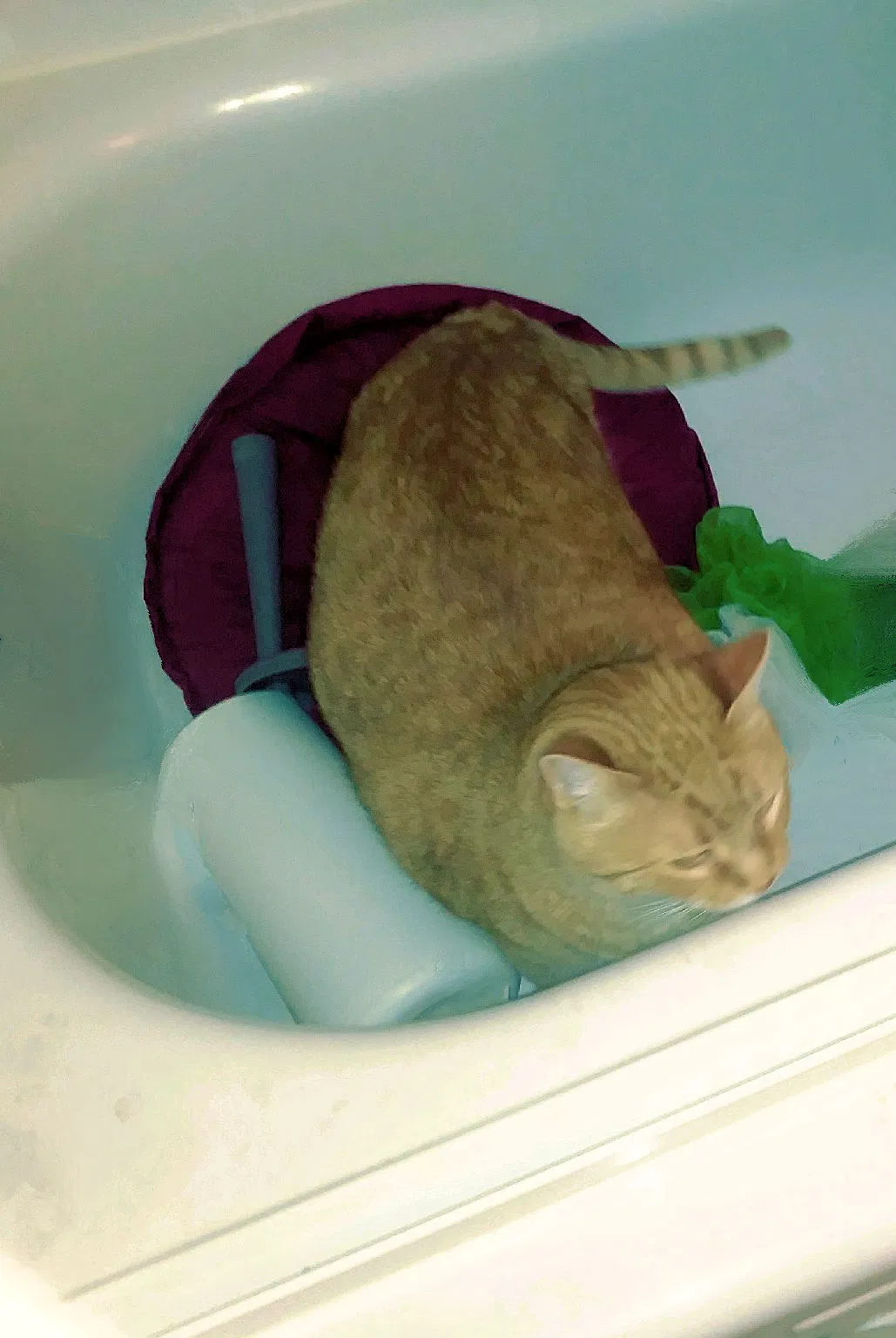 Lost cat in Saint Petersburg, FL, 33702