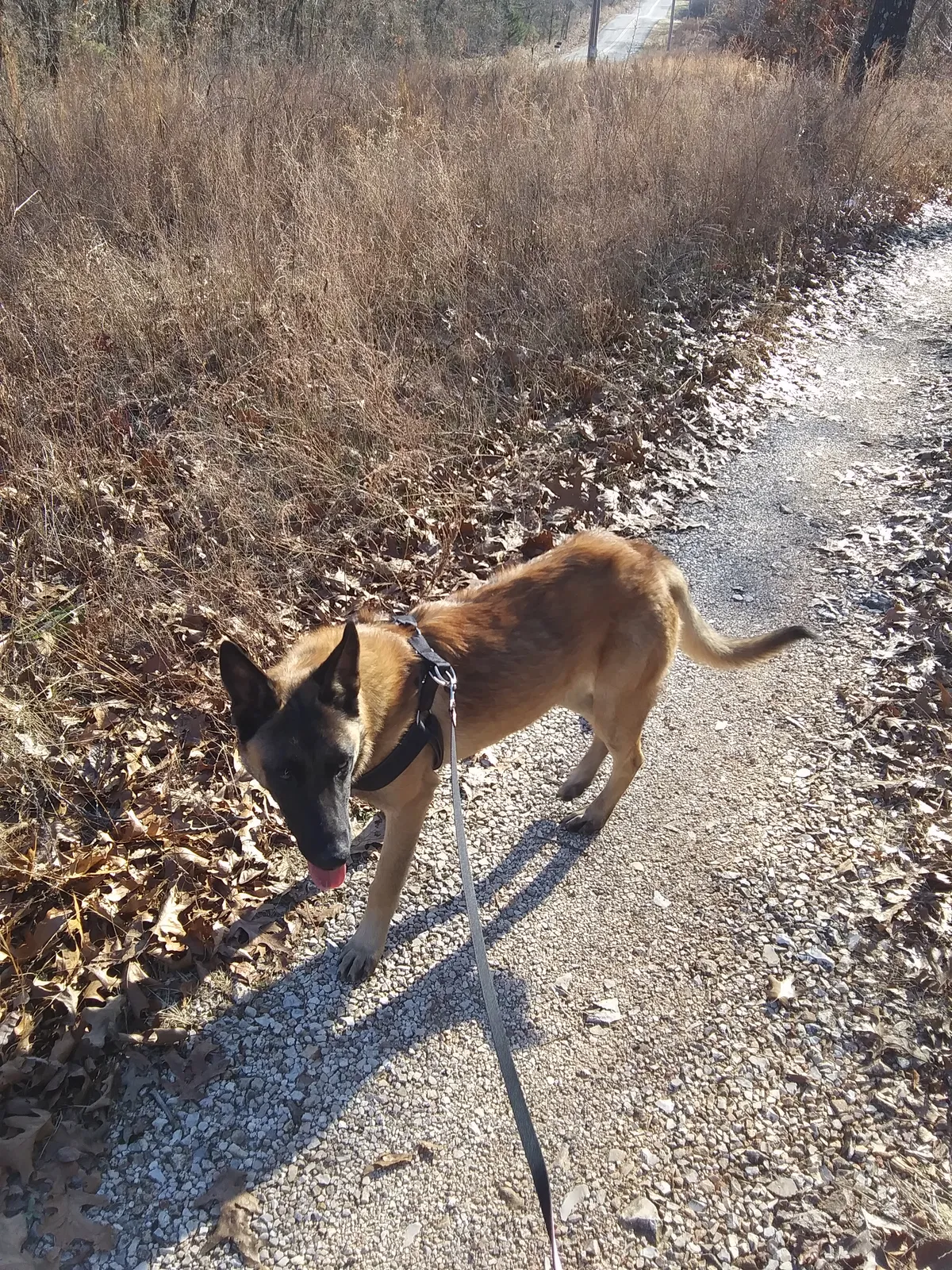 Found dog in Tahlequah, OK, 74464