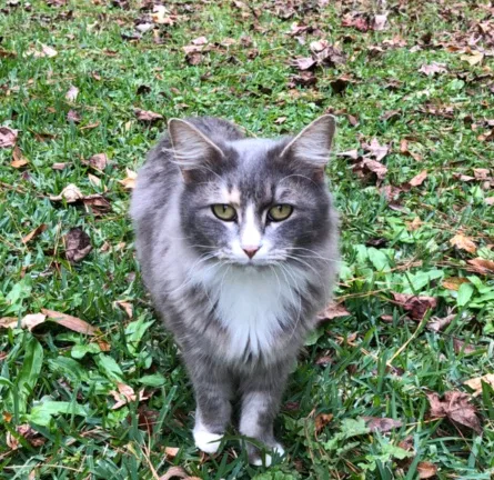 Lost cat in Eatonton, GA, 31024