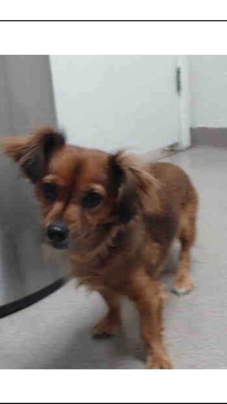 Lost dog in Phoenix, AZ, 85009