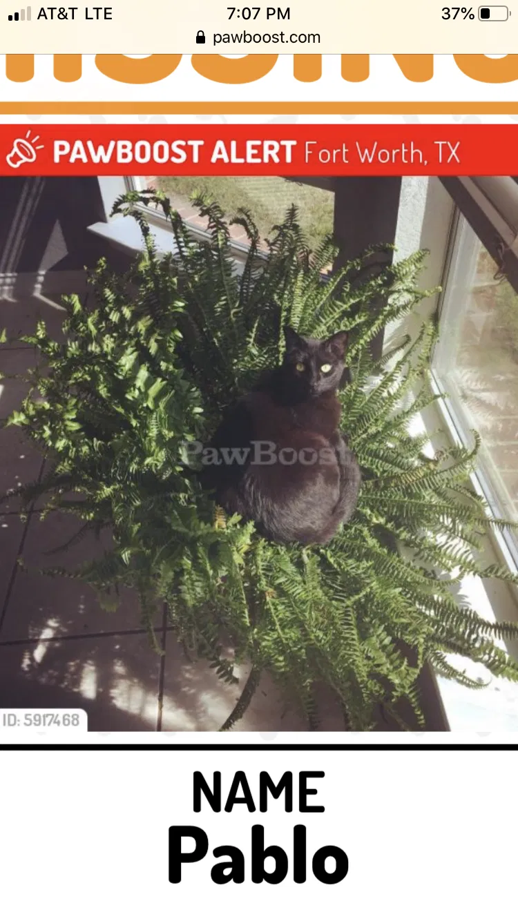 Lost cat in Fort Worth, TX, 76123