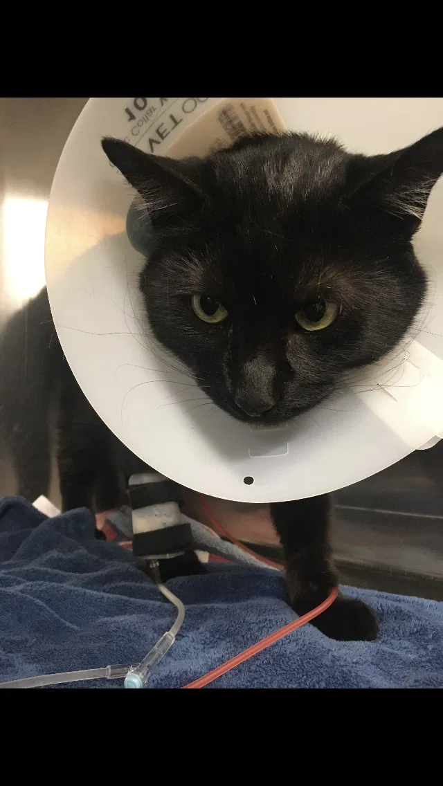 Lost cat in Phoenix, AZ, 85014