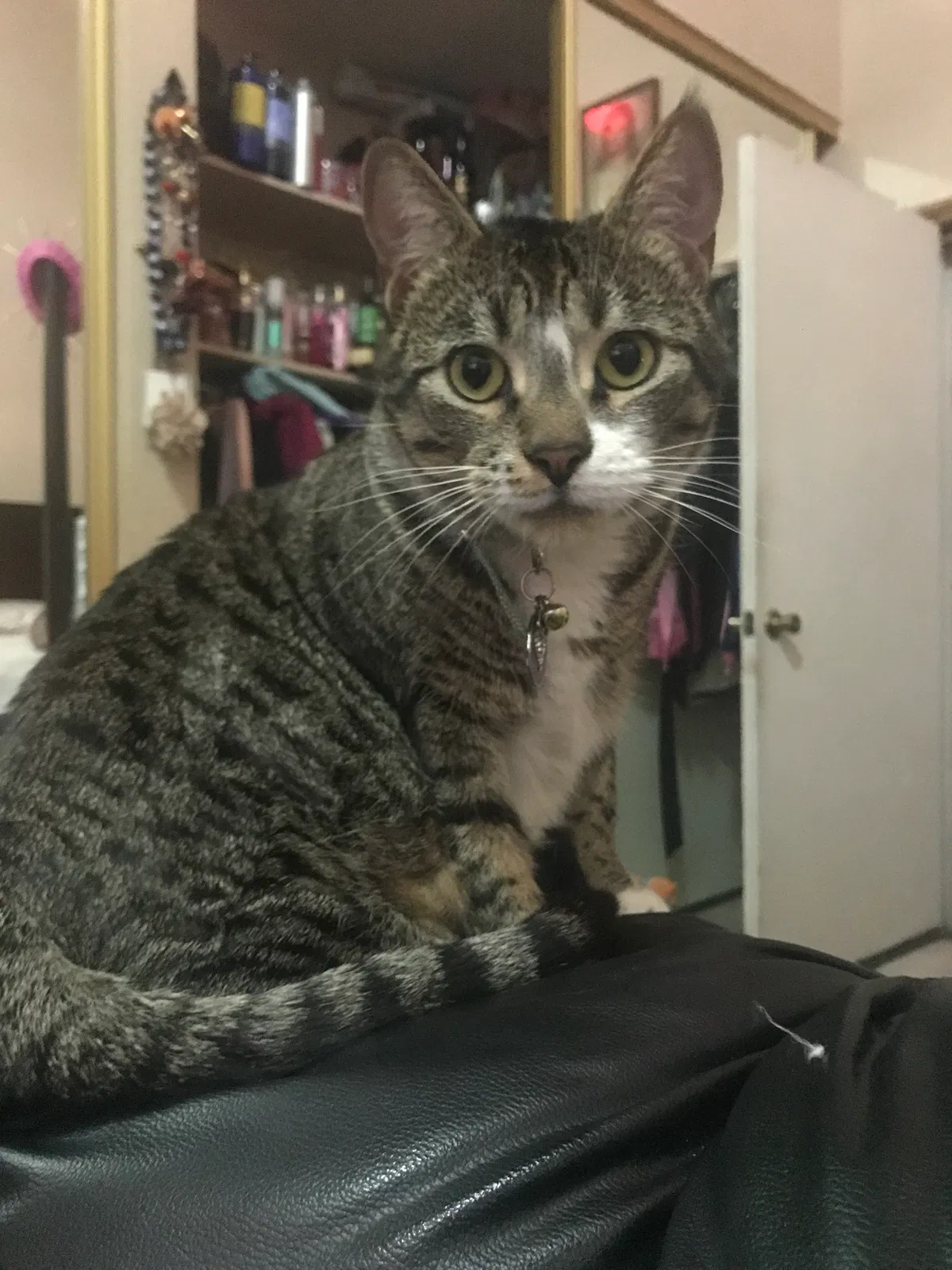 Lost cat in Spring Valley, CA, 91977