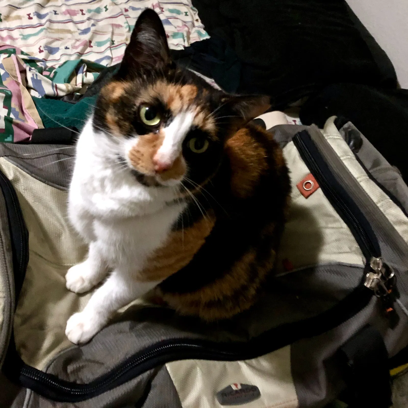 Lost cat in Round Rock, TX, 78664