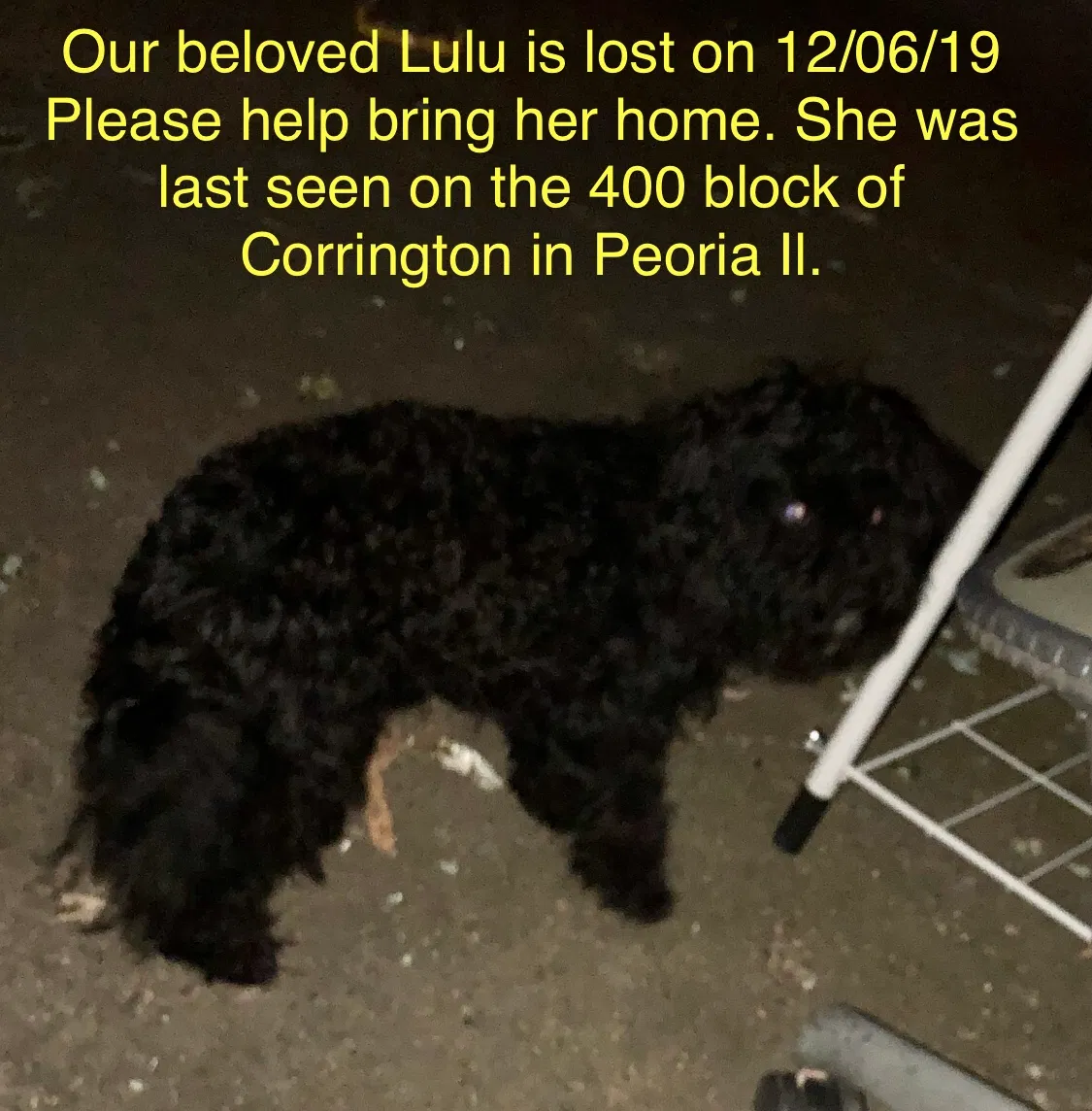 Lost dog in Peoria, IL, 61603
