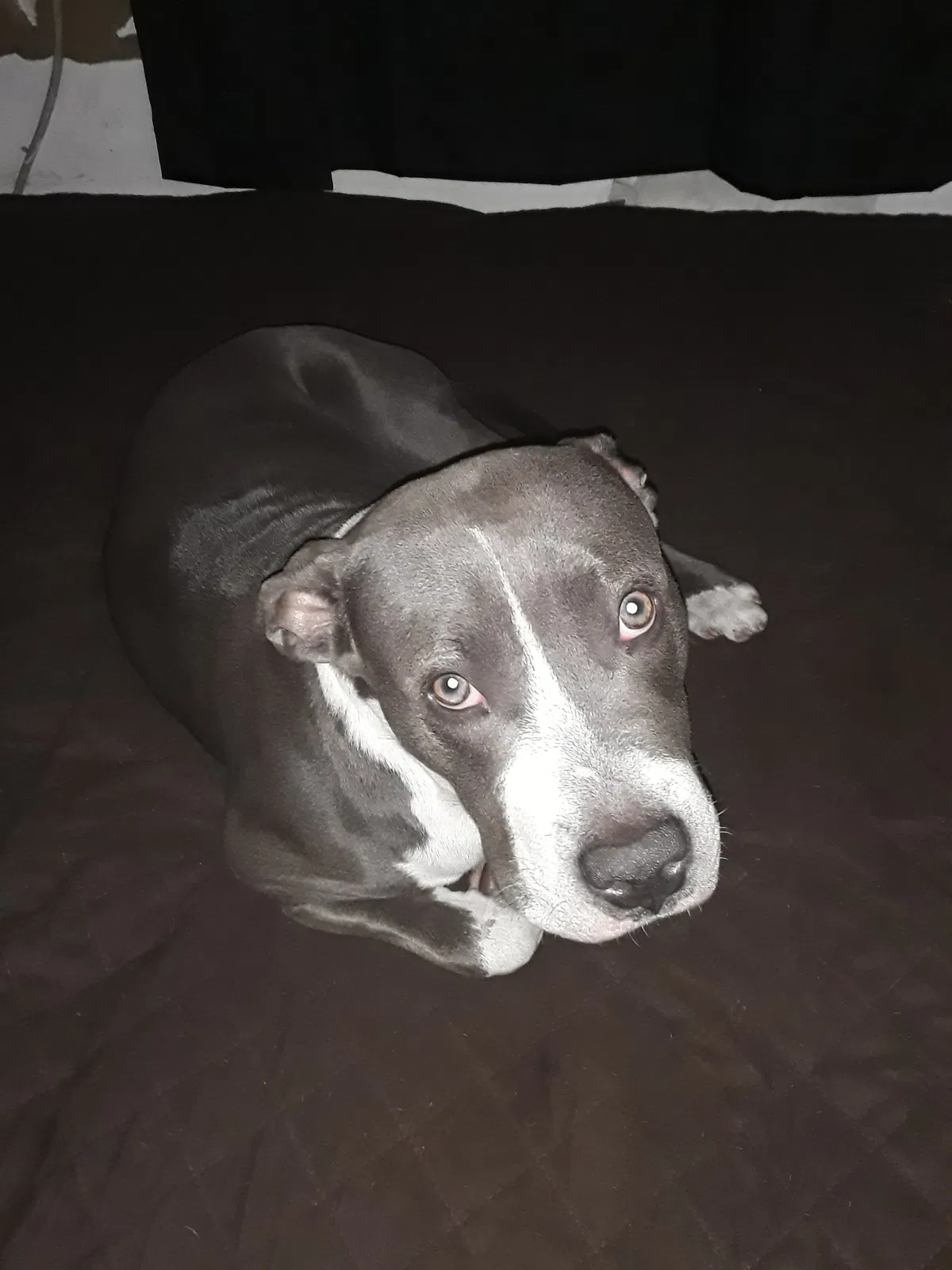 Found dog in Fort Lauderdale, FL, 33311