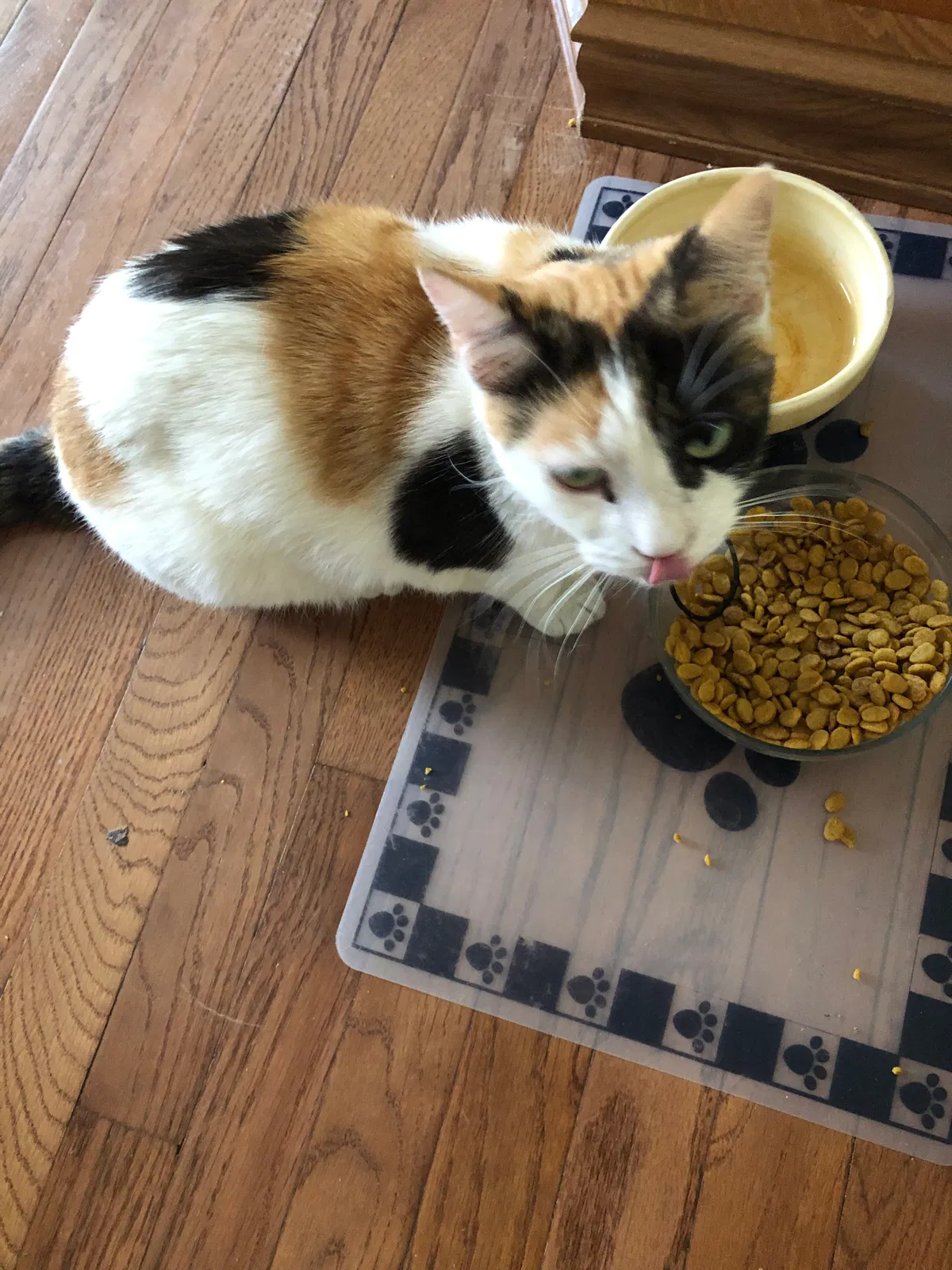 Lost cat in Baltimore, OH, 43105