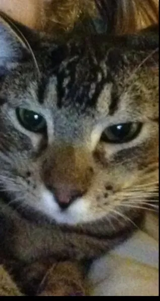 Lost cat in Fort Worth, TX, 76123