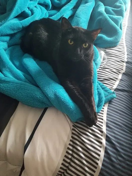 Lost cat in Houston, TX, 77044