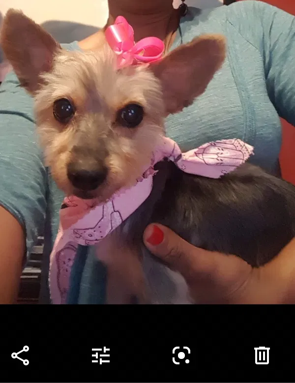 Lost dog in Chicago, IL, 60623