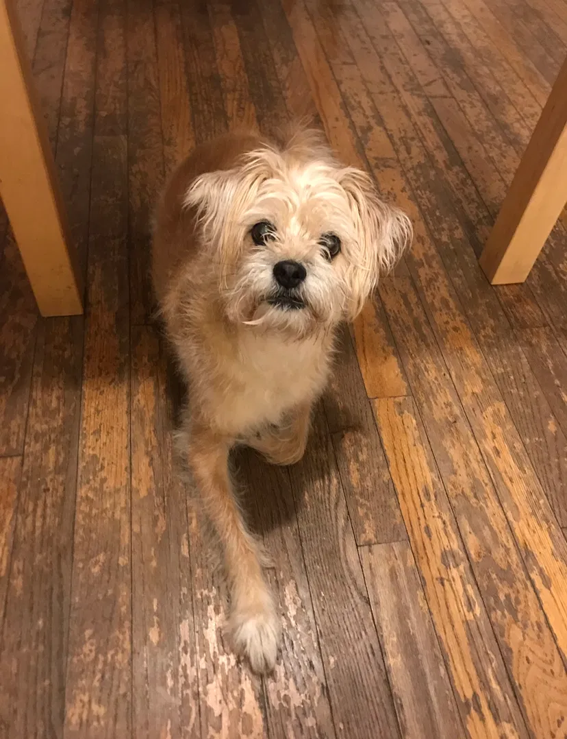 Lost dog in Miami, FL, 33138