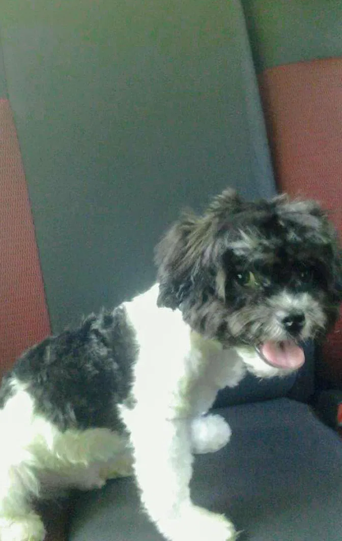 Lost dog in Decatur, GA, 30034