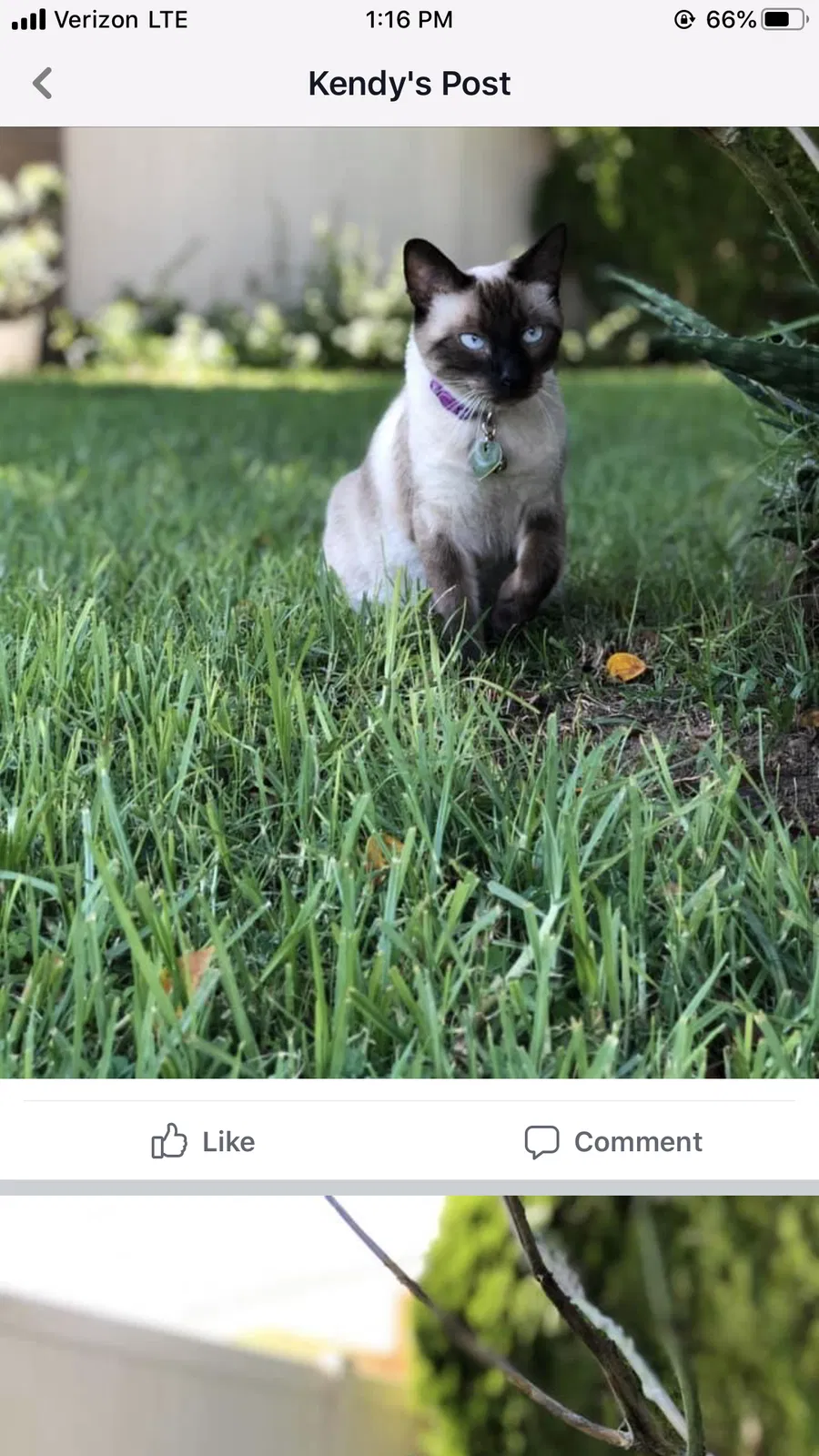Lost cat in San Bernardino, CA, 92410