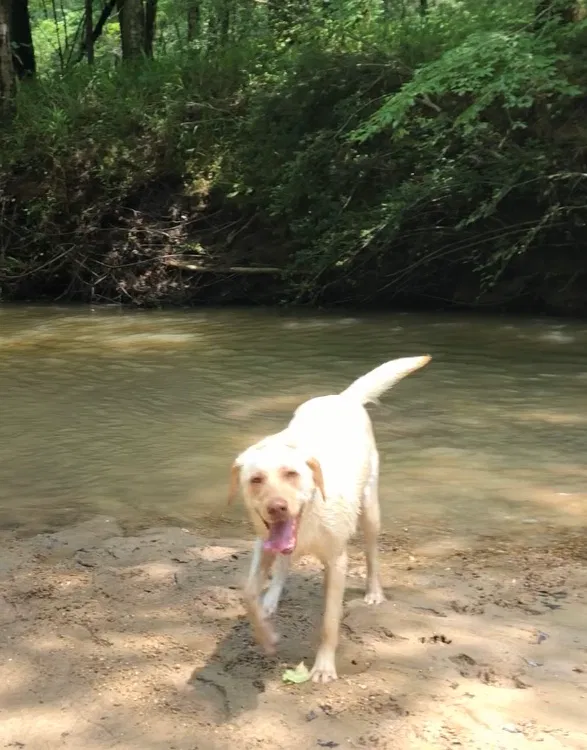 Lost dog in Clinton, MS, 39056