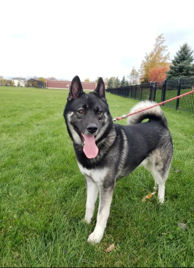 Lost dog in Chicago, IL, 60639